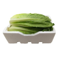 Long Jordanian Box Lettuce