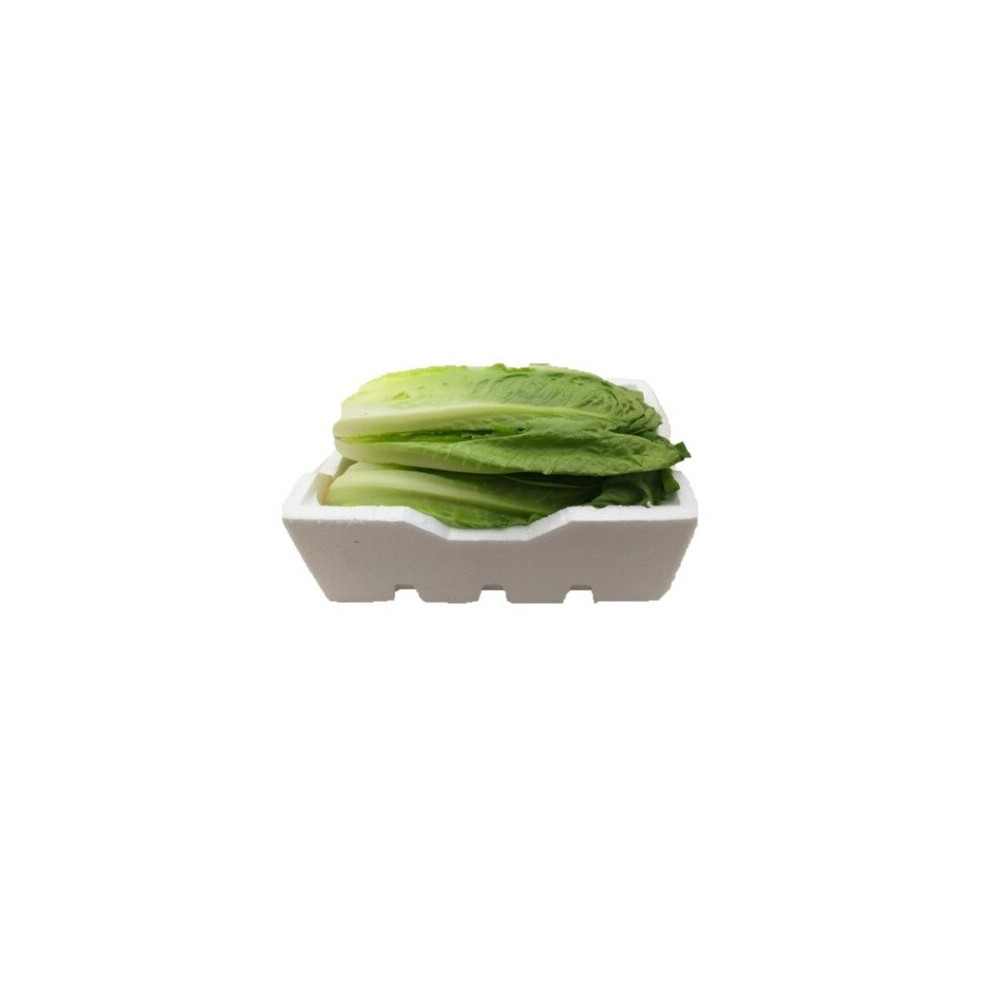 Long Jordanian Box Lettuce