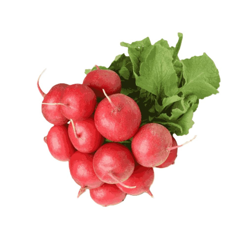 فجل احمر ربطة