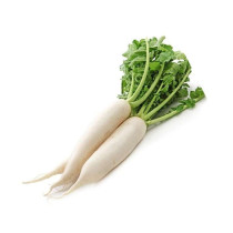 فجل أبيض ربطة