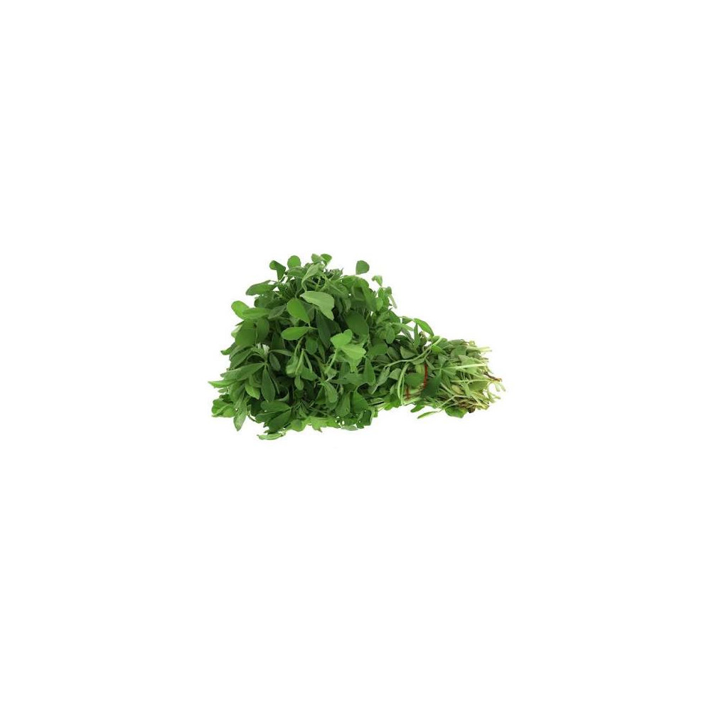 حلبه