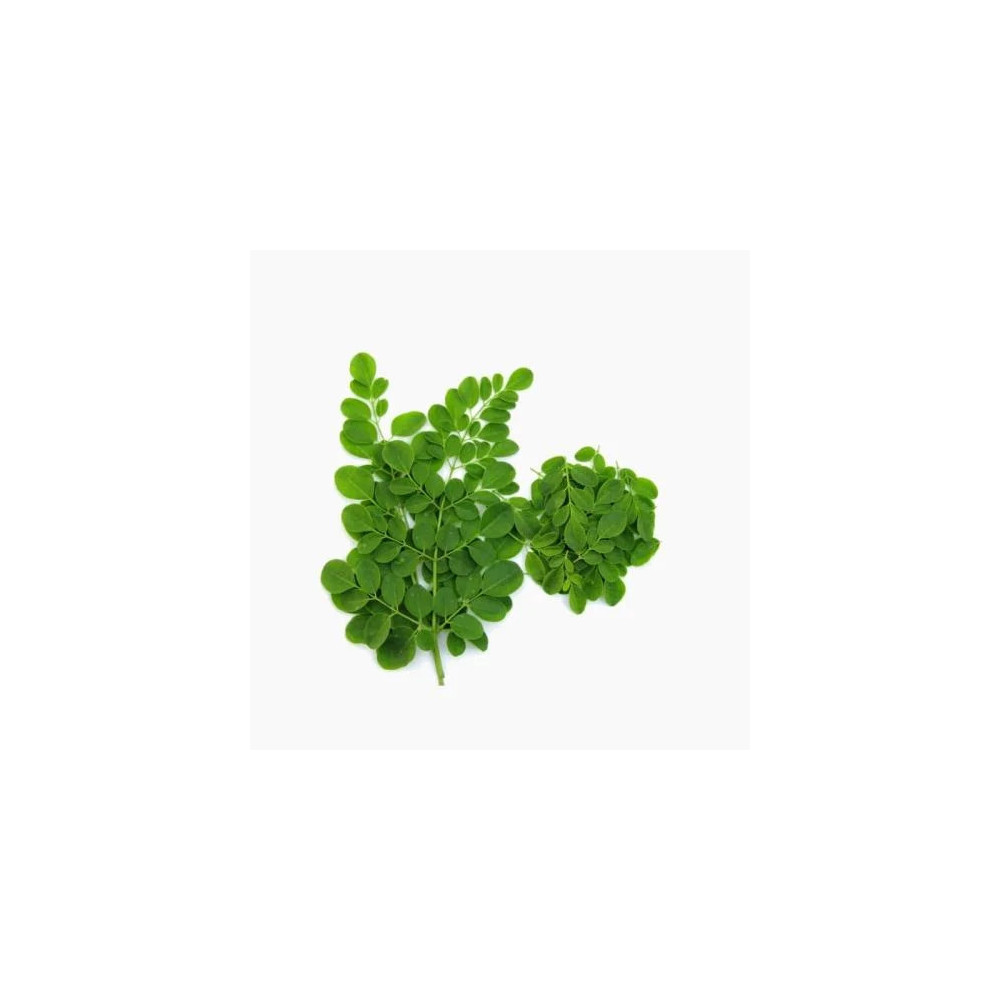 Moringa Tie