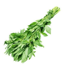 Molokhia Tie